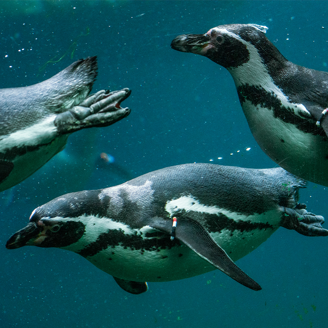 Aalborg Zoo