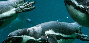 Aalborg Zoo