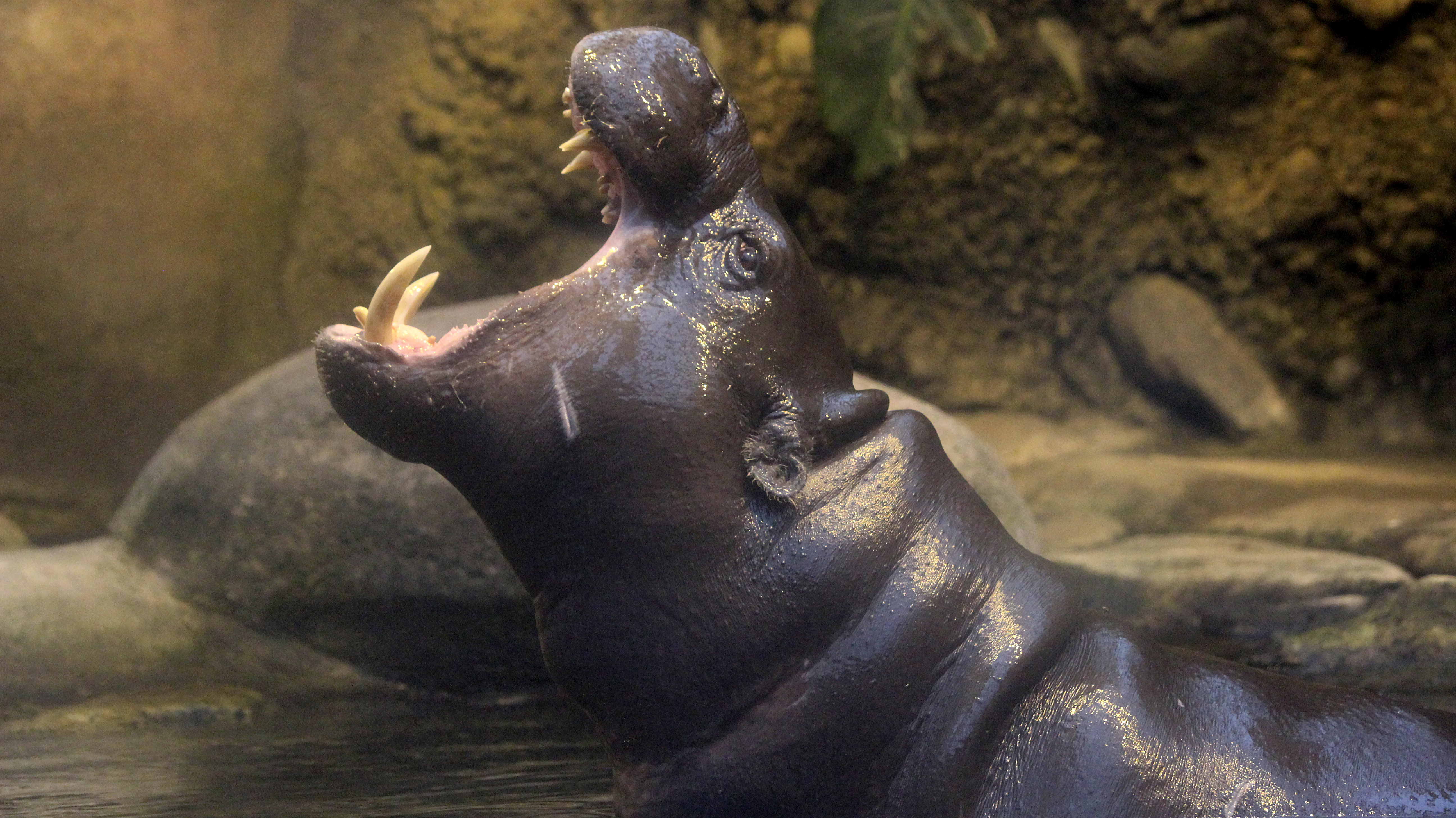 Aalborg Zoo