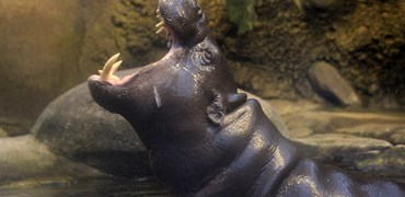 Aalborg Zoo